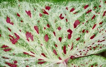 red spotted caladium leaf 