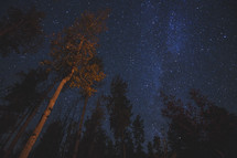 tree tops and a starry night sky 