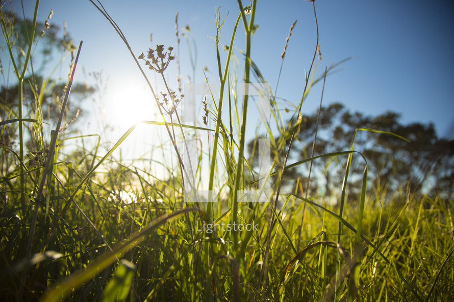 sunlight and tall grass 