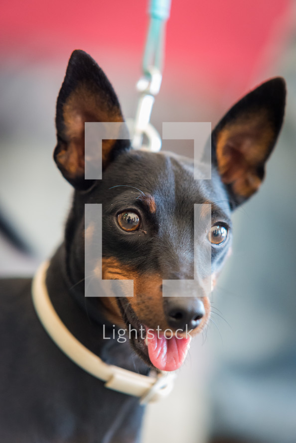 Portrait of miniature pinscher dog. Black pinscher dog