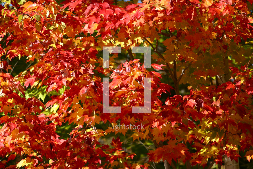 red fall leaves 