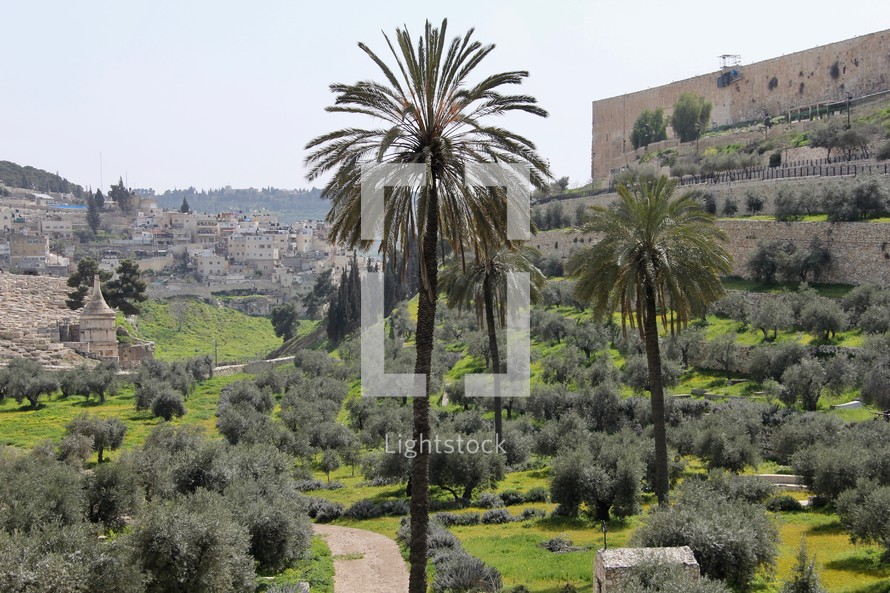 Olive trees and palm trees in the Kidron Valley, Jerusalem 