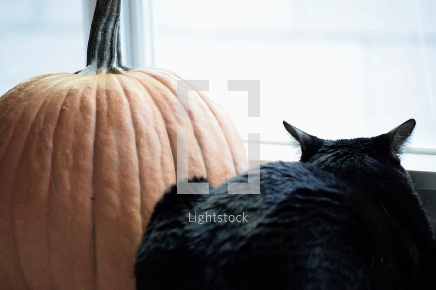 black cat and an orange pumpkin 