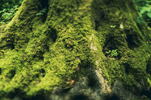 moss at the bottom of a tree trunk 