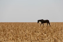 a horse in a field 