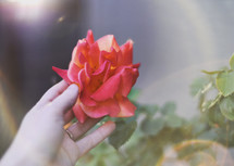hand touching a rose 