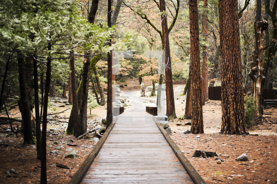 wood boardwalk and bridge in a forest 