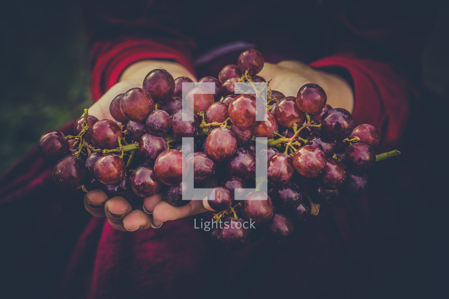 cupped hands holding grapes 