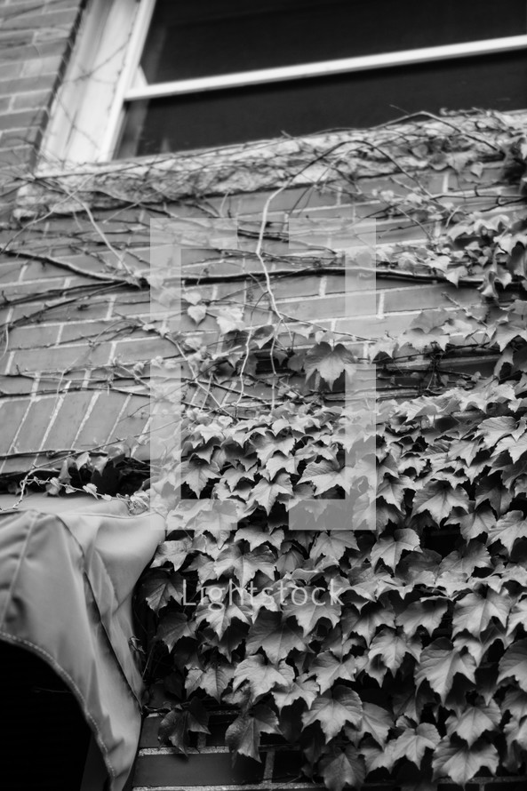 ivy vines climbing up a brick wall