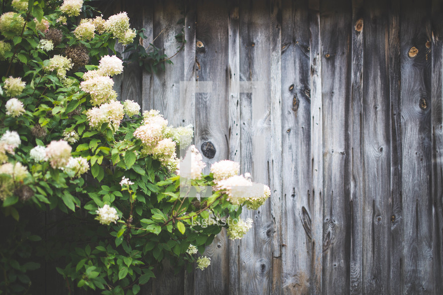Flowering bush by a wooden fence.