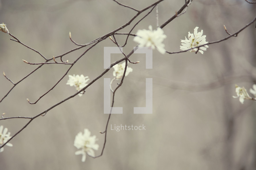 white flowers on a tree branch 