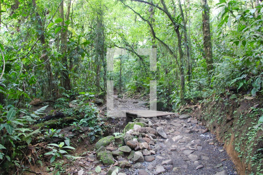 path through a jungle 