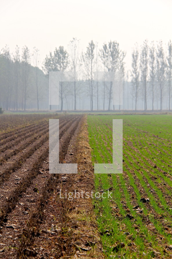 Misty day over half plowed field. Half power ready for seed and half planted and ready growing. 