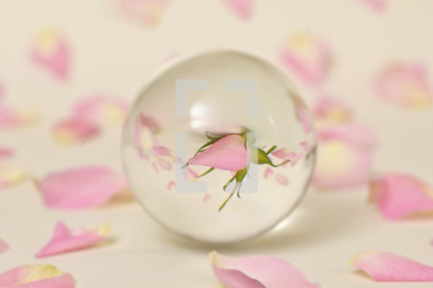 Glass Round Lens ball and Roses reflexion