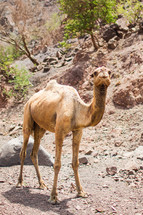 a camel in a desert 