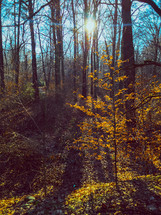 sunburst in an autumn forest 