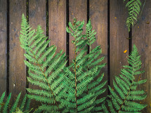 green fern on a wood fence 