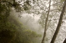 fog in a rain forest in Peru 
