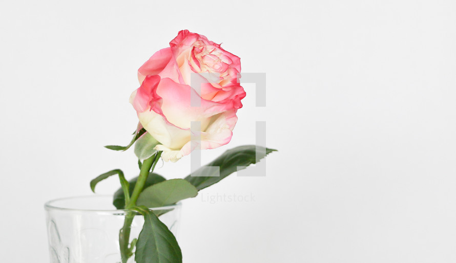 pink rose in a vase on white 