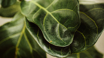 green houseplant leaves 
