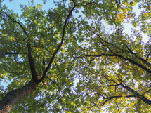 green leaves on summer trees 