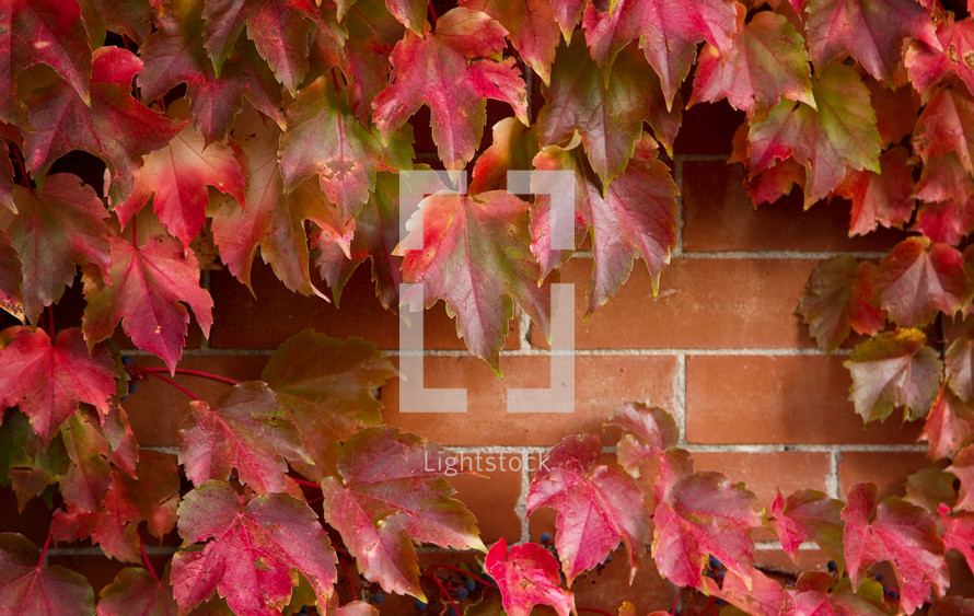 red maple leaves border around brick wall 