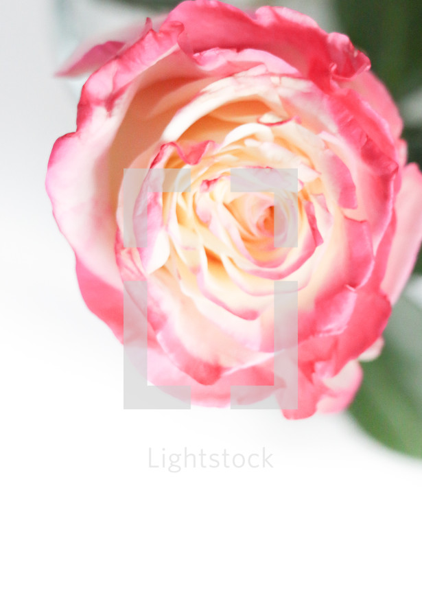 pink rose on white 