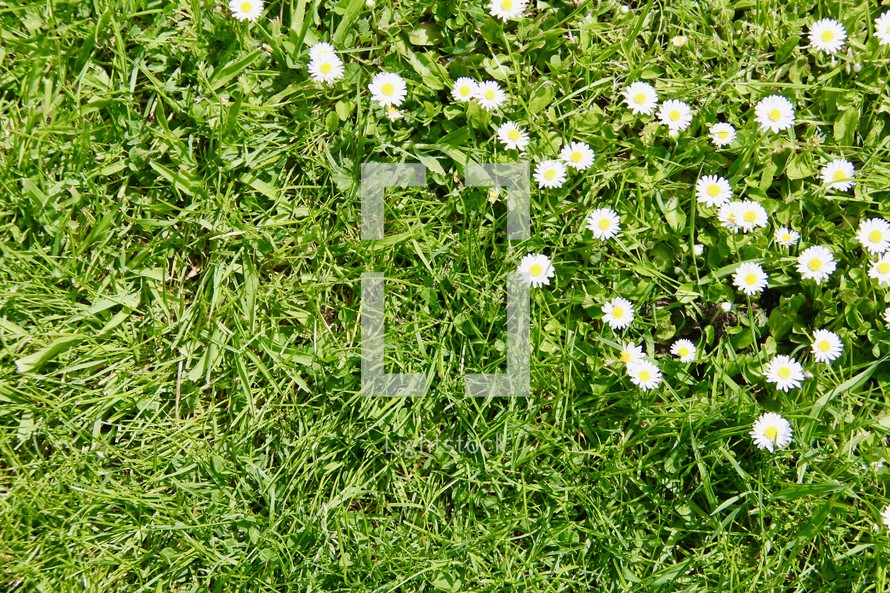 white daisies in green grass