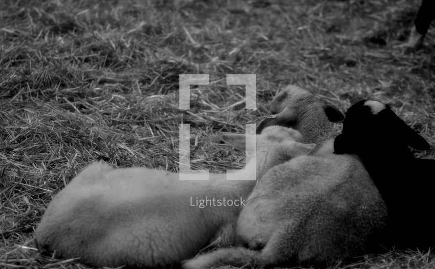 resting lambs 