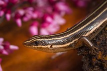 Striped salamander.