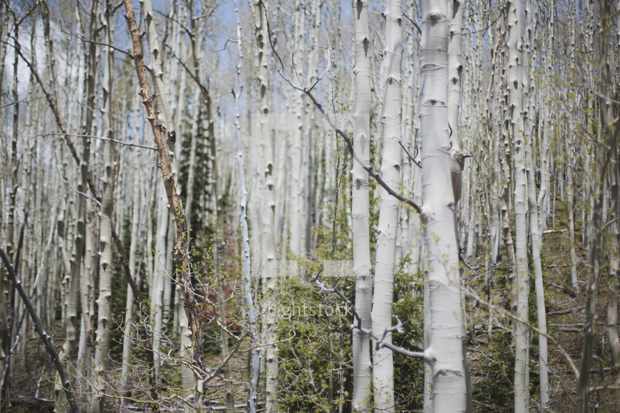 bare trees in a forest 