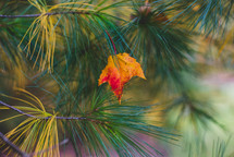 red and gold fall leaf in green pine needles 