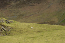 a lamb sleeping on a hill 