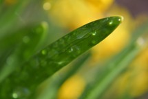 daffodil leaf with water drops 