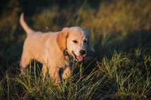 Amazing Portrait Of Adorable Golden Retriever Puppy On Summer Golden Hour Nature. Tiny dog, cute lovely pet, new member of family