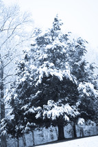 A snow covered evergreen tree.