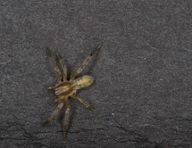 Spider crawling on an asphalt road