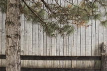 pine tree and barn walls 