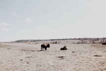 buffalo on the plains 
