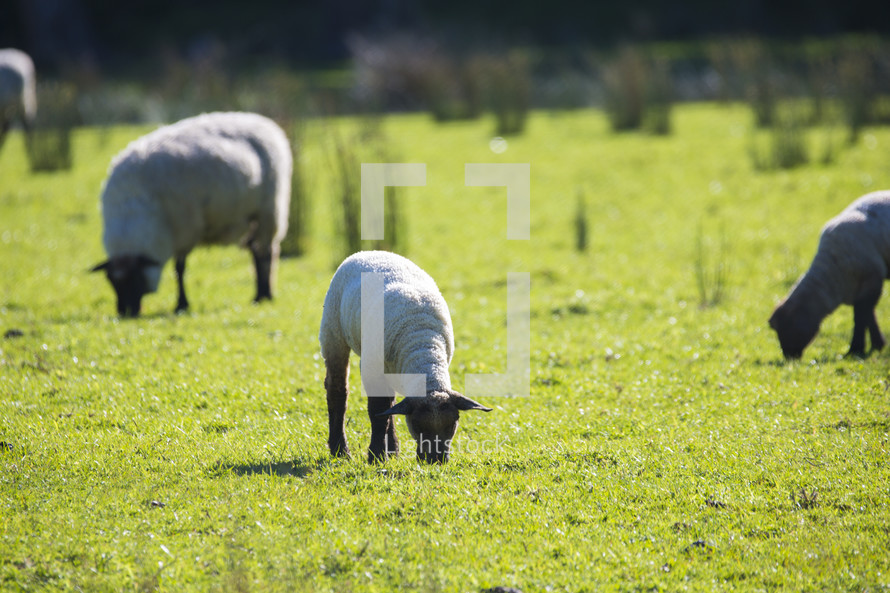 grazing flock of sheep 