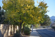 fall trees lining a neighborhood street with a mountain view in Nevada 