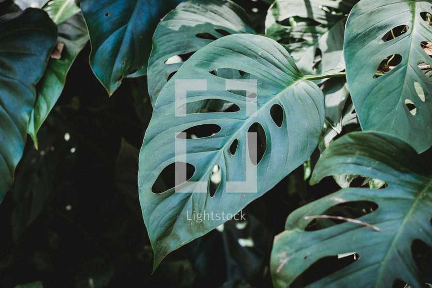 green tropical leaves background 