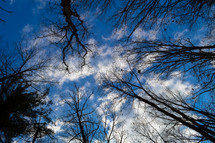 looking up to the tops of winter trees