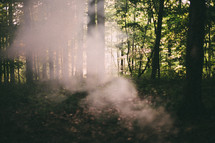 rising fog from a forest floor 