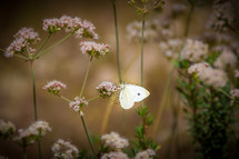 white delicate butterfly 