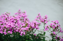 pink flowers 
