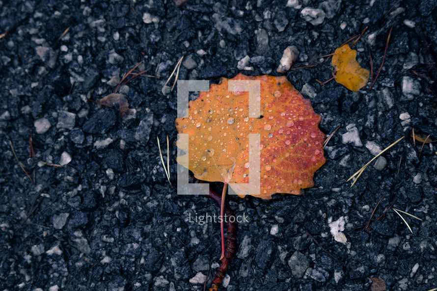 wet fall leaf on pavement 