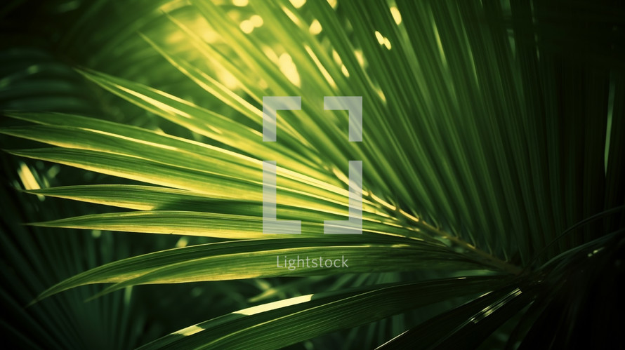 Natural palm leaves background. 