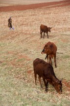 cows on dry farmland 