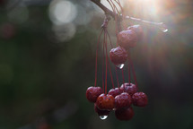 wet red berries 